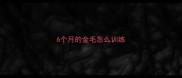 6个月的金毛怎么训练