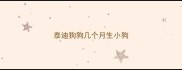 泰迪狗狗几个月生小狗