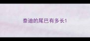 泰迪的尾巴有多长