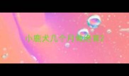 小鹿犬几个月做绝育