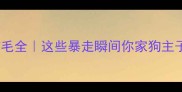 泰迪犬生气炸毛全这些暴走瞬间你家狗主子中了几条