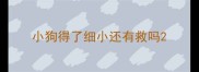 小狗得了细小还有救吗