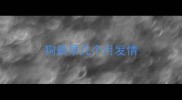 狗最早几个月发情