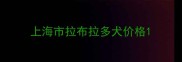 上海市拉布拉多犬价格