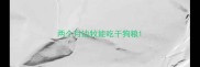 两个月边牧能吃干狗粮