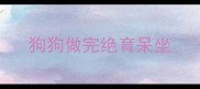 狗狗做完绝育呆坐