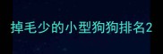掉毛少的小型狗狗排名