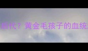 金毛是什么狗的后代黄金毛孩子的血统起源与混血优势