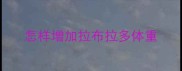 怎样增加拉布拉多体重