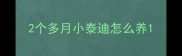 2个多月小泰迪怎么养