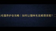 长毛猫养护全攻略如何让猫咪毛发顺滑浓密