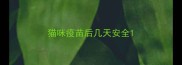 猫咪疫苗后几天安全