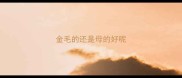 金毛的还是母的好呢
