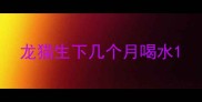 龙猫生下几个月喝水