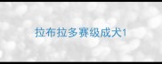 拉布拉多赛级成犬