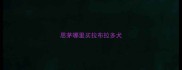 思茅哪里买拉布拉多犬