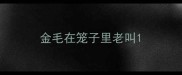 金毛在笼子里老叫
