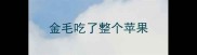 金毛吃了整个苹果