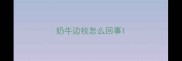 奶牛边牧怎么回事