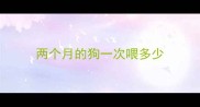 两个月的狗一次喂多少