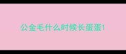 公金毛什么时候长蛋蛋