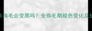 拉布拉多换毛会变黑吗全换毛期颜色变化及护理技巧