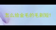 怎么给金毛的毛剃短