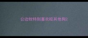 公边牧特别喜欢咬其他狗
