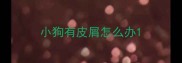 小狗有皮屑怎么办