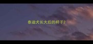 泰迪犬长大后的样子