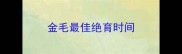 金毛最佳绝育时间
