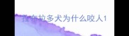 拉布拉多犬为什么咬人