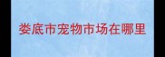 娄底市宠物市场在哪里