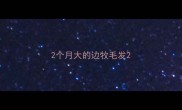2个月大的边牧毛发