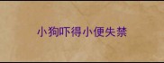 小狗吓得小便失禁