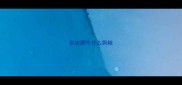泰迪要吃什么狗粮