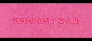 狗狗被呛到了怎么办