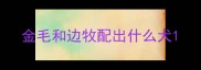 金毛和边牧配出什么犬