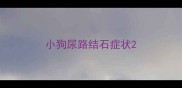 小狗尿路结石症状
