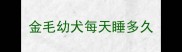 金毛幼犬每天睡多久