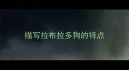 描写拉布拉多狗的特点