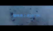猫咪晚上老对门叫