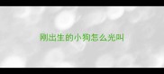 刚出生的小狗怎么光叫
