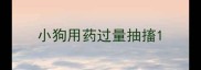 小狗用药过量抽搐