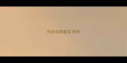 白色边牧能生育吗