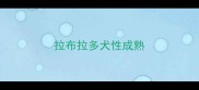 拉布拉多犬性成熟