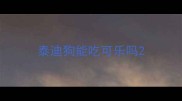 泰迪狗能吃可乐吗