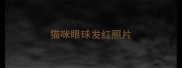 猫咪眼球发红照片