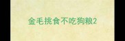 金毛挑食不吃狗粮