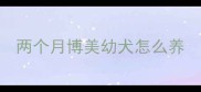 两个月博美幼犬怎么养
